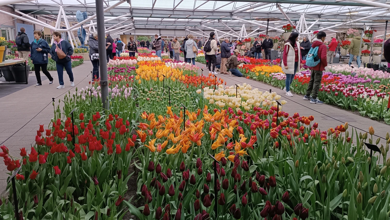 skleník s tulipány