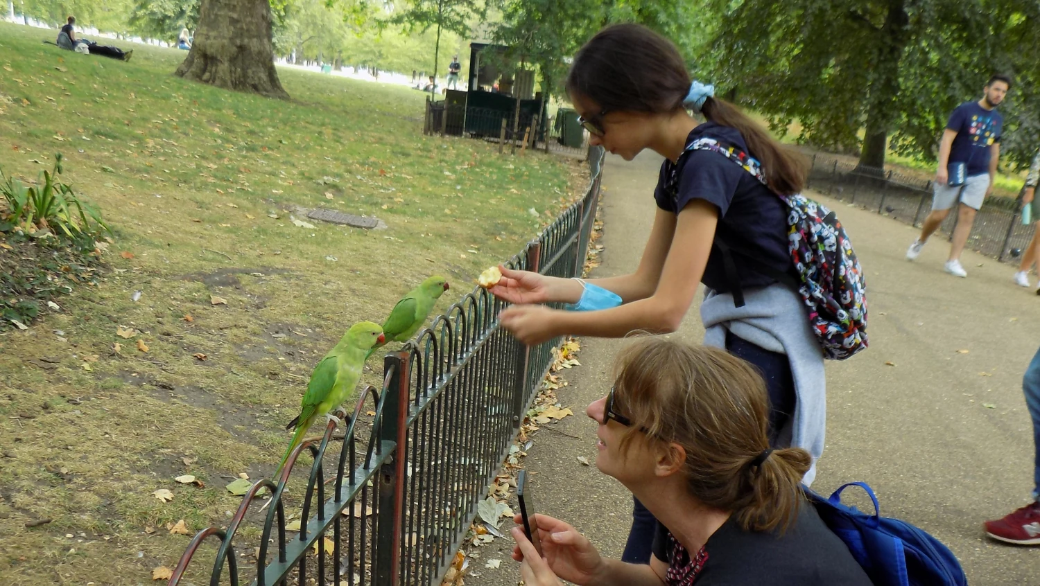 zelený papušek v St. James's Park