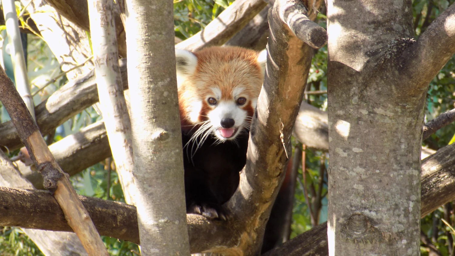Zoo - panda červená